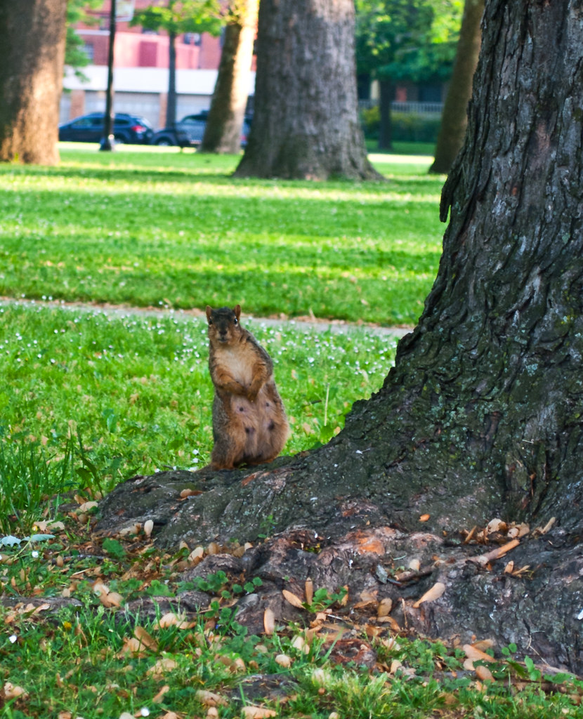 365-322 Curious Squirrel