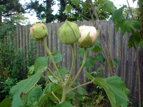 Confederate Roses about to Bloom