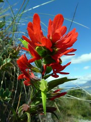 Orobanchaceae of Ecuador