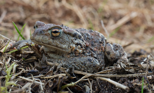 common toad 4