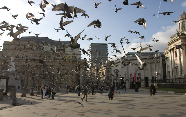 Лондон,Демоны или  Голуби Трафальгарской площади, photo by Massaraksh
