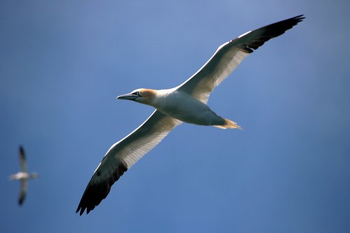 Gannet Wingspan