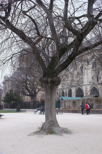 notre-dame in a cold day