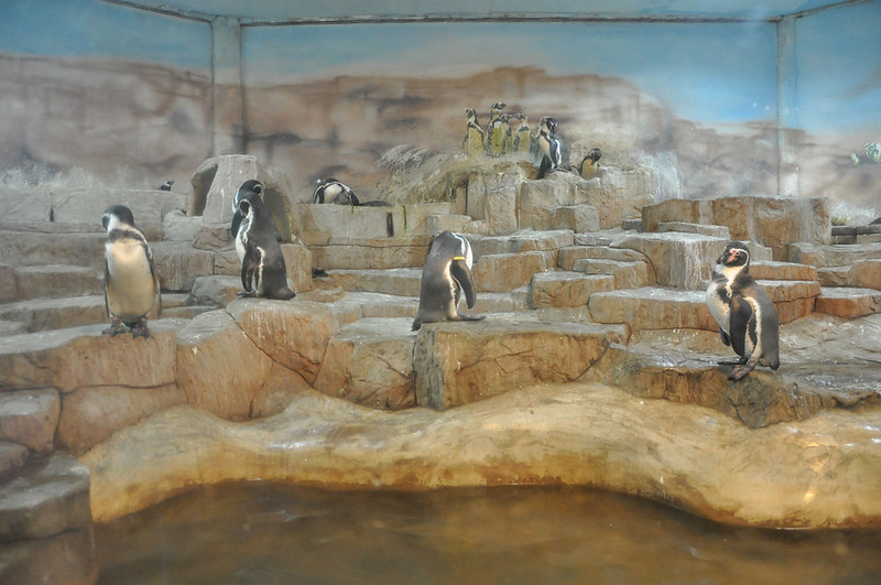 Вольер с пингвинами в зоопарке в Таиланде