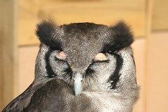 Small Breeds and Owl Centre