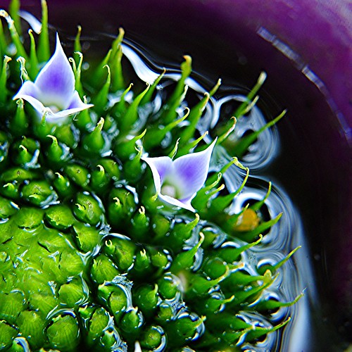 Tiny flowers at the watery heart of a purple Bromeliad by jungle mama
