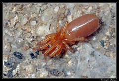 Araneae/Dysderidae