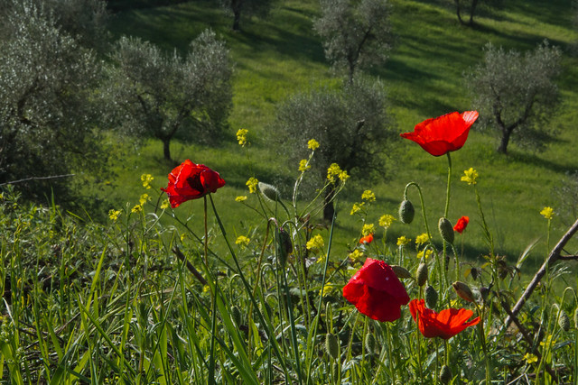 Umbria in Bloom - Italy