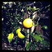Yay, lemons growing on our tree. Hoping the limes take off next year.