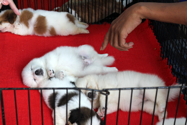 Pet dogs for sale