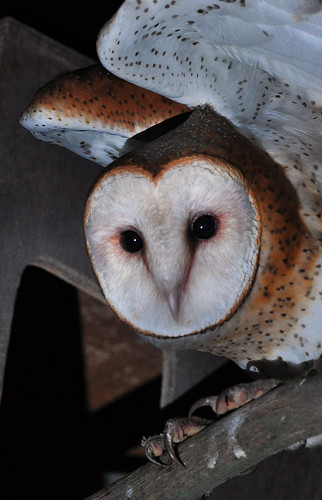 Watchful Young Barn Owl