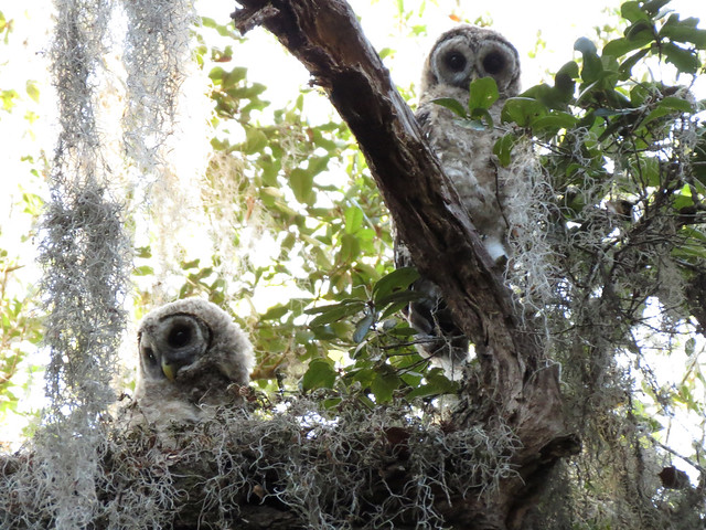 baby Barred Owls