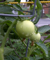 The first green tomatoes