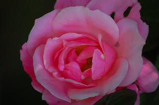 Mothers' Day Rose