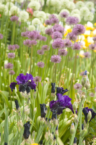 Dark Iris and Alliums
