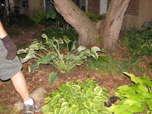 moving a large hosta