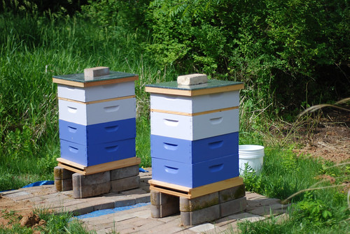 The beehives - three brood boxes deep