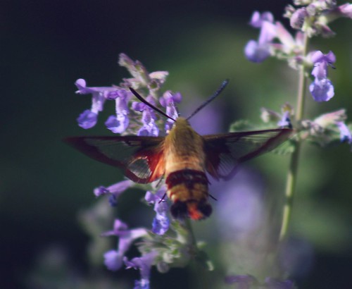 2012_0528HawkMoth0008 by maineman152 (Lou)