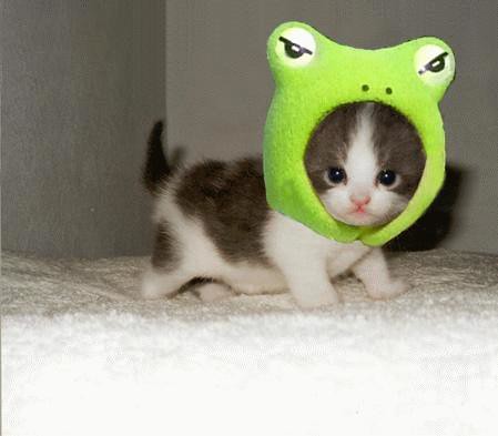 frog kitty