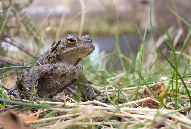 common toad 3