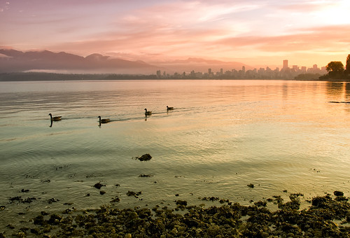 Canadian Geese of Vancouver