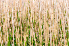 Reeds abstract