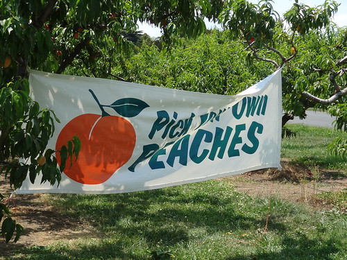Peach Picking June 2012 (3)