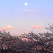 Moonrise over hanami