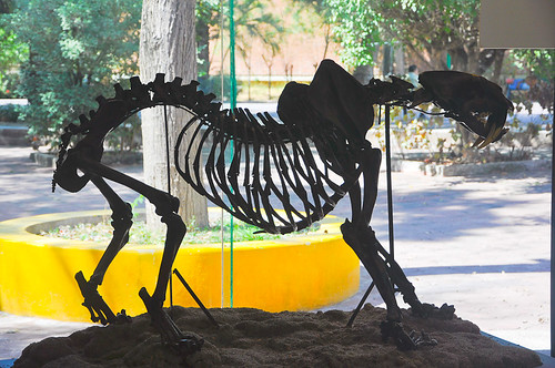 Museo de Paleontología (01)