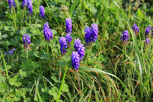 Kentucky Spring Wildflowers 2012