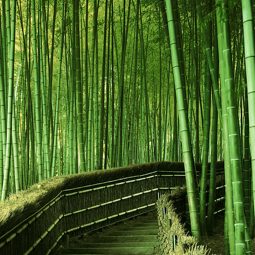  無料写真素材, 自然風景, 森林, 竹・竹林, 緑色・グリーン  