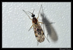 Diptera/Anisopodidae