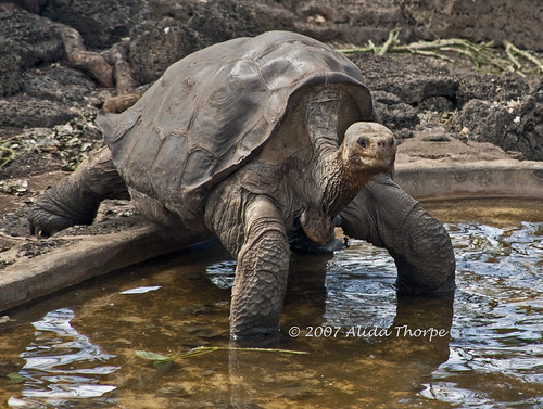 Lonesome George by Alida's Photos