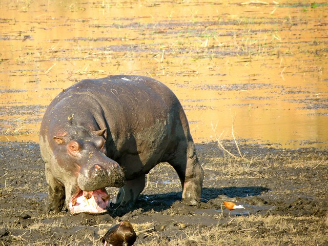 angry-hippo- in- africa