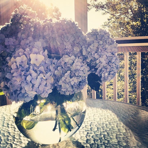 It's A Perfect Morning #flowers #hydrangea