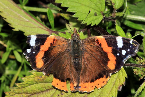 Red Admiral 9927