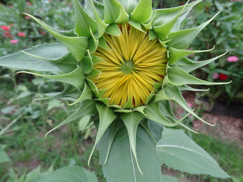 Sunflowers August 10, 2012 (21)