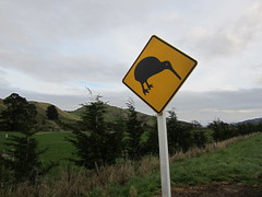 Kiwi sur la route de Wellington