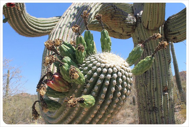 saguaro cactus arm