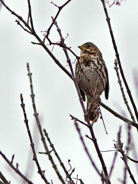Fox Sparrow 2-20121103
