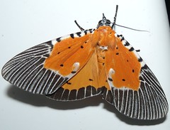 Owlet Moth (Peridrome orbicularis) (x2)