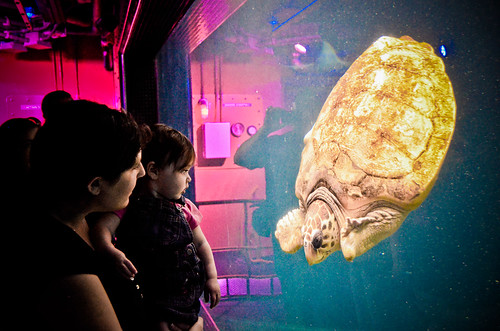 First Turtle Encounter @ FL Aquarium 3.18.12 by elawgrrl