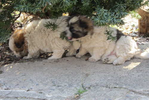 Cute puppies relaxing in the shade