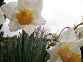 Flowers in March 2012 - rain drops