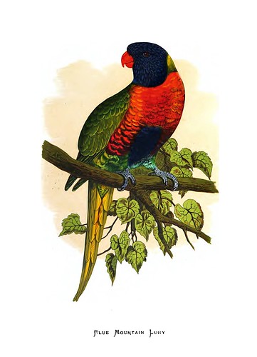 004-Parrots in captivity-1884- William Thomas Greene