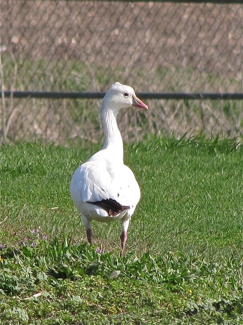 Snow X Ross's Goose Hybrid at Gridley Wastewater Treatment Ponds 01