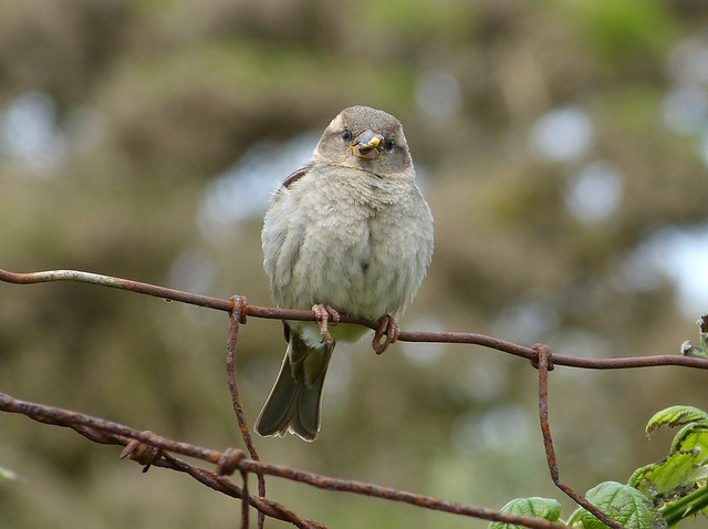 27467 - House Sparrow, Marloes Mere