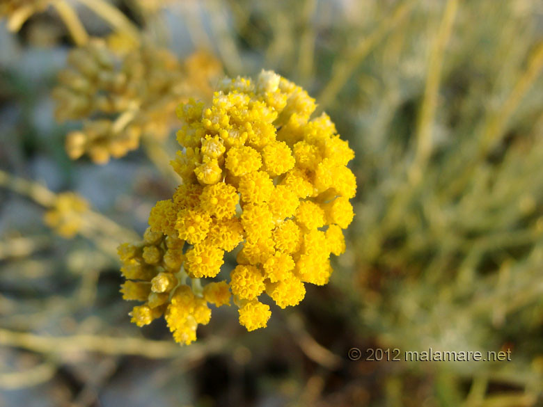 picking immortelle at dawn intense colour