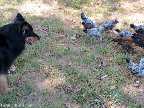 (9) Stock dog on chick watch - Bear LOVES babies - FarmgirlFare.com