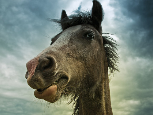無料写真素材|動物|馬・ウマ